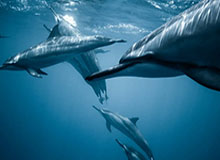 九游娱乐：指尖上的智慧娱乐新体验